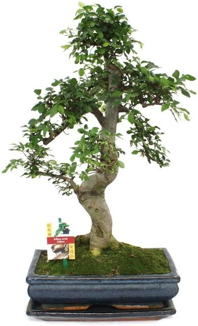 Exotenherz Bonsai Chinesische Ulme Ulmus Parviflora im Keramiktopf, ca. 12-15 Jahre alt - Bild 1