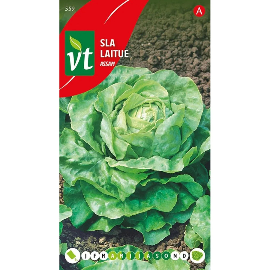 Arborix Kopfsalat Assam Saatgut, aromatisch, 3 g - Bild 2