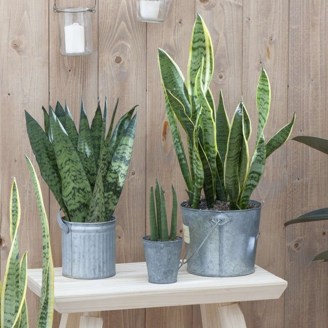 Zimmerpflanzen-Set Sansevieria mit 3 grünen Pflanzen von Mein schöner Garten Shop - Bild 1
