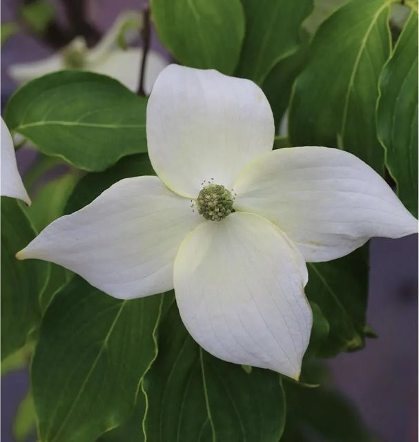 Chinesischer Blumenhartriegel China Girl Cornus kousa Zierstrauch in Weiß und Rot Höhe: 60-80 cm - Bild 1