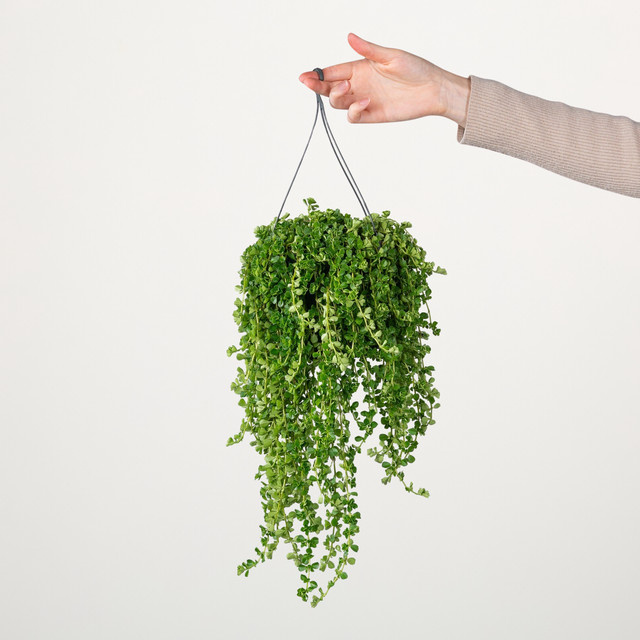 Pilea Sao Paulo Zimmerpflanze von BLUME2000 in Grün, Hängepflanze - Bild 1