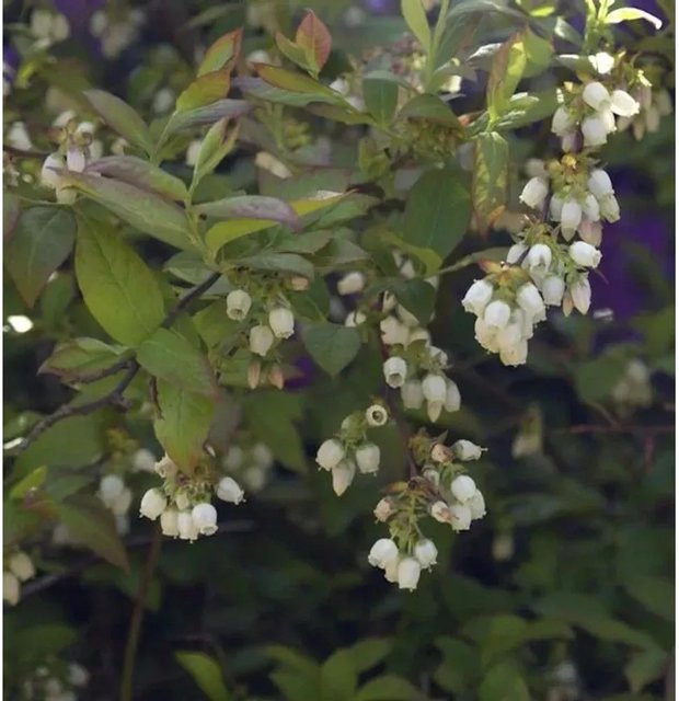Herma Heidelbeere Vaccinium corymbosum Beerenstrauch blau, Höhe: 80-100 cm - Bild 1