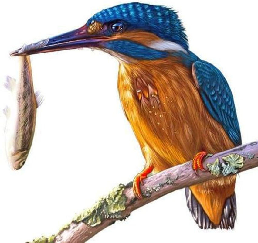 FIYO 5D Diamond Painting Set mit Vogelmotiv, mehrfarbig, B/H: 30 x 30 cm - Bild 1