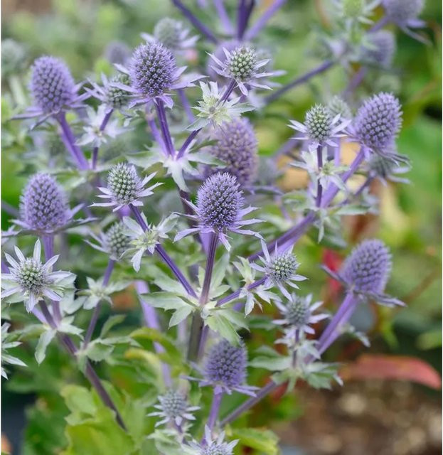 Blaue Edeldistel Blue Hobbit Eryngium planum als mehrjährige Solitärpflanze und Schnittblume - Bild 1