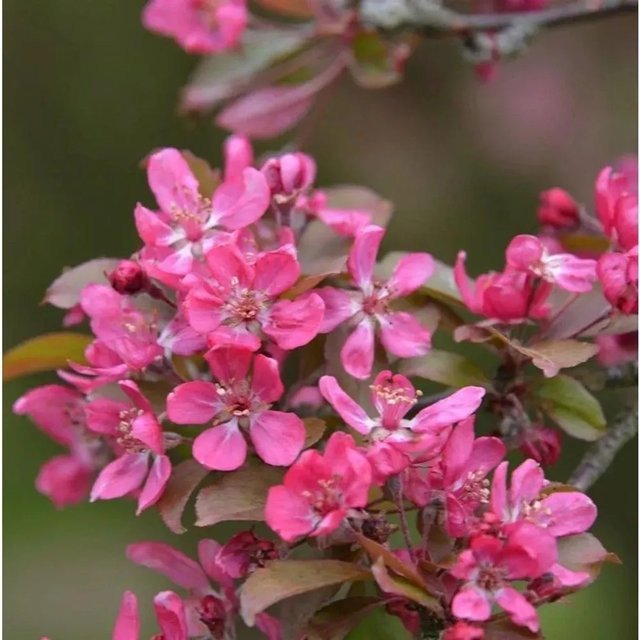 Zierapfel Mokum Malus Hybride von Nr-01.de in Grün, Lila und Pink, Höhe: 100-125 cm - Bild 1