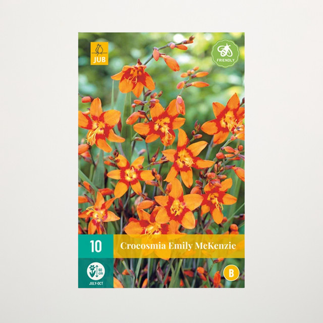 Montbretie Emily Mc Kenzie Knollen für Steingärten, Staudenbeete und Kübel, 10 Stück von BLUME2000 - Bild 1