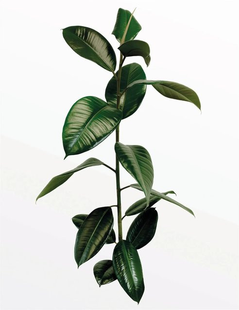 Komar Wandbild Ficus Branch in Grün, Breite: 40 cm, Höhe: 50 cm - Bild 1