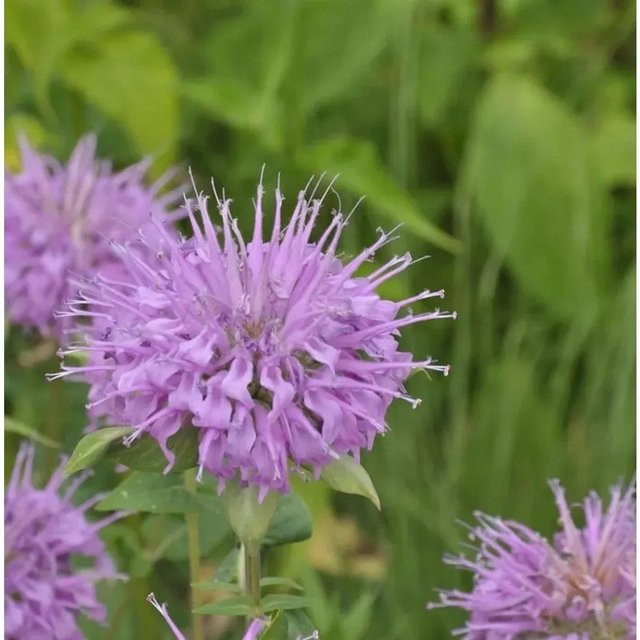 Monarda fistulosa Bergamot Indianernessel lila mehrjährige Staude von Nr-01.de - Bild 1