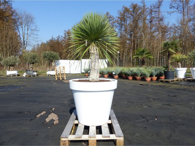 Yucca Rostrata von Grünwaren in Weiß, Höhe: 180 cm, Stammhöhe: 60 cm, im Pflanzkübel mit Durchmesser: 80 cm, winterhart - Bild 1