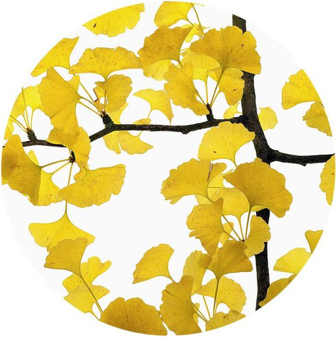 K&L Wall Art Vliestapete Kadam Ginko Baum, Runde Vliestapete in Gelb und Mehrfarbig, Matt - Bild 1
