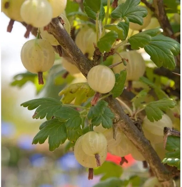 Hochstamm Stachelbeere Invicta Ribes uva-crispa, Höhe: 80-100 cm - Bild 1