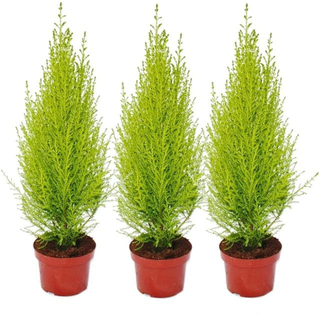 Exotenherz Cupressus Wilma 3er Set hellgrün spindelförmig tabletop - Bild 1