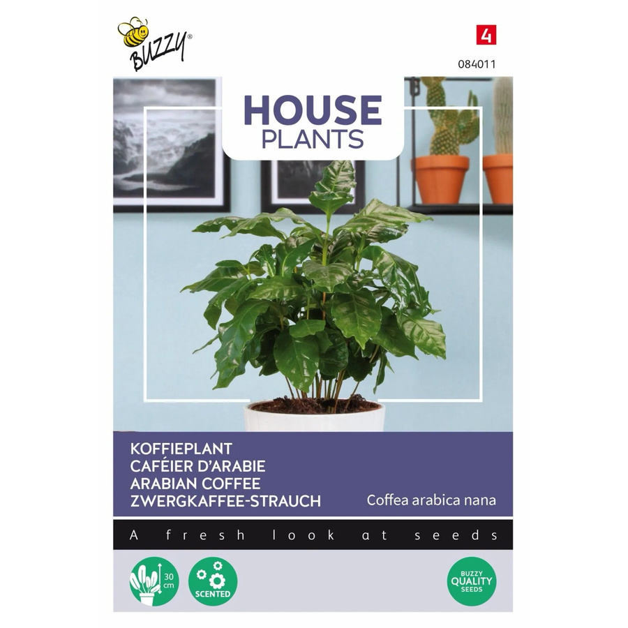 Buzzy House Plants Zwerg-Kaffeepflanze Samen für den Innenbereich mit ca. 15 Samen - Bild 2