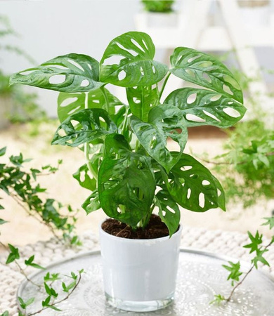 Monstera Monkey Leaf Grün Hängepflanze