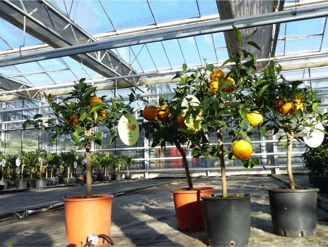 Citrus Yuzu Japanische Zitrone winterharte Zitrusfrucht Baum Höhe: 100 - 120 cm - Bild 1