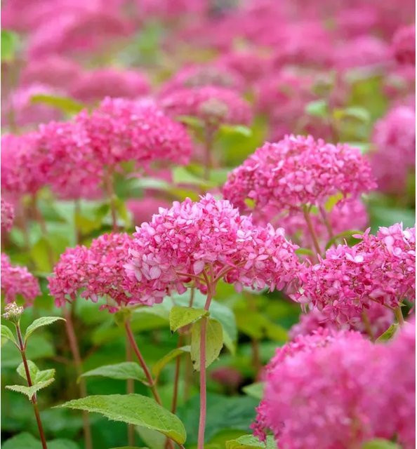 Zwerg-Hortensie Mauvette Hydrangea arborescens in Pink und Purple von Nr-01.de - Bild 1