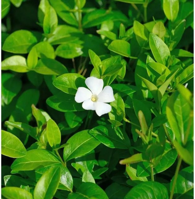 Kleinblättriges Immergrün White Power Vinca minor in Weiß und Grün als winterharte Gartenpflanze von Nr-01.de - Bild 1