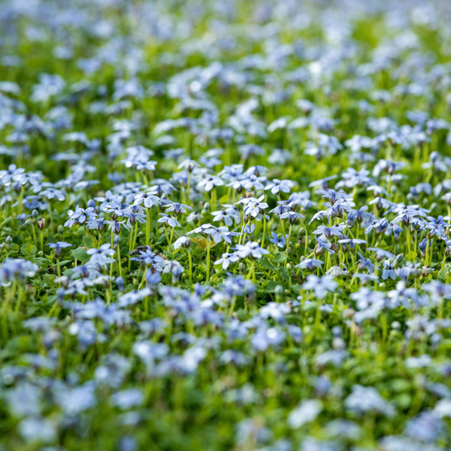 Isotoma Blauer Bubikopf als mehrjährige Bodendecker-Pflanze in Blau und Grün - Bild 1