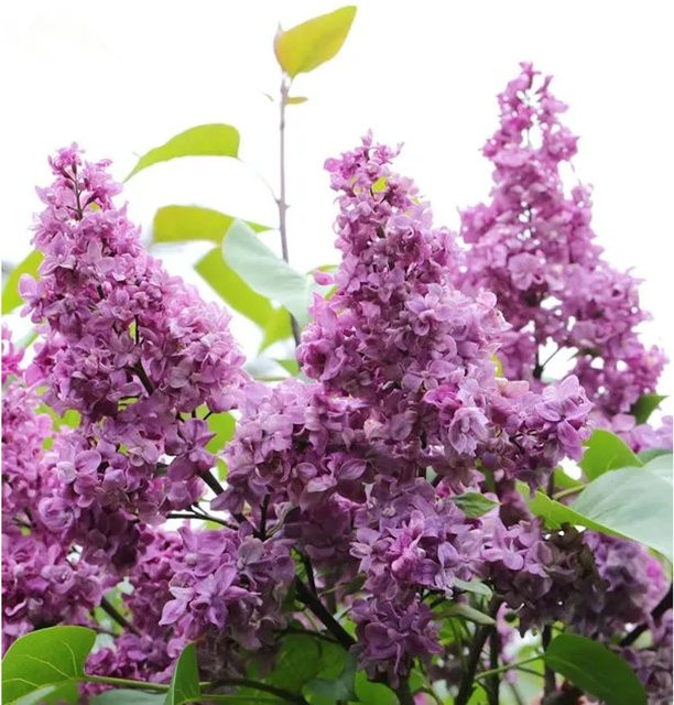 Edelflieder Syringa vulgaris General Pershing in Lila von Die Nr-01.de - Bild 1