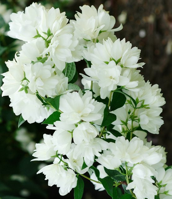 Schneeweißer Duft-Jasmin - Bild 1