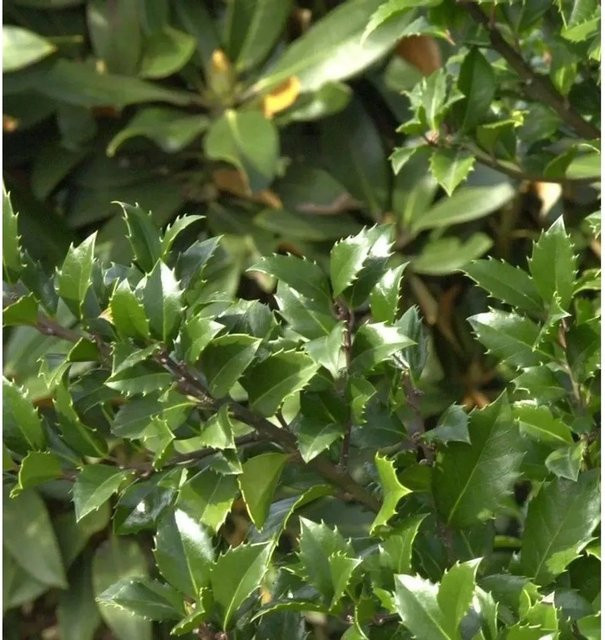 Hochstamm Stechpalme Ilex meserveae Heckenstar als Heckenpflanze für deinen Garten von Nr-01.de (60-80 cm) - Bild 1