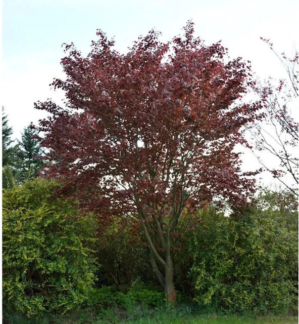 Blutbuche Fagus sylvatica Swat Magret in Rot von Nr-01.de, Höhe: 60-80 cm - Bild 1