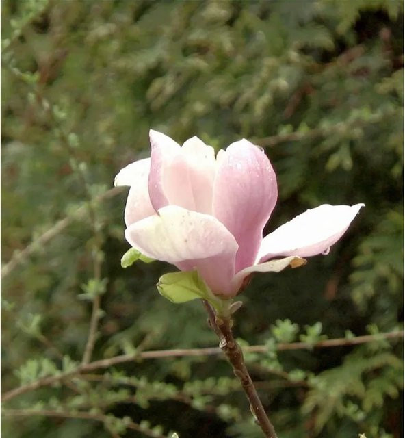 Magnolia Coral Lake Strauch in Rosa und Coral für deinen Garten - Bild 1