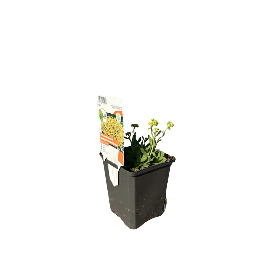 GROW by OBI Aurinia saxatilis Felsen-Steinkraut Compactum Goldkugel Gelb Staude - Bild 2