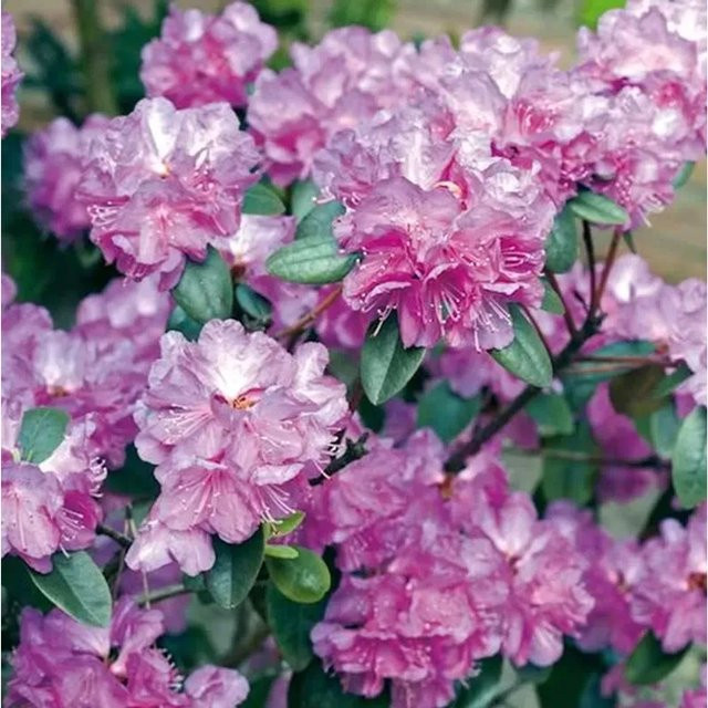 Zwerg Rhododendron impeditum P. J. Mezitt Alpenrose in Pink, Höhe: 40-50 cm - Bild 1
