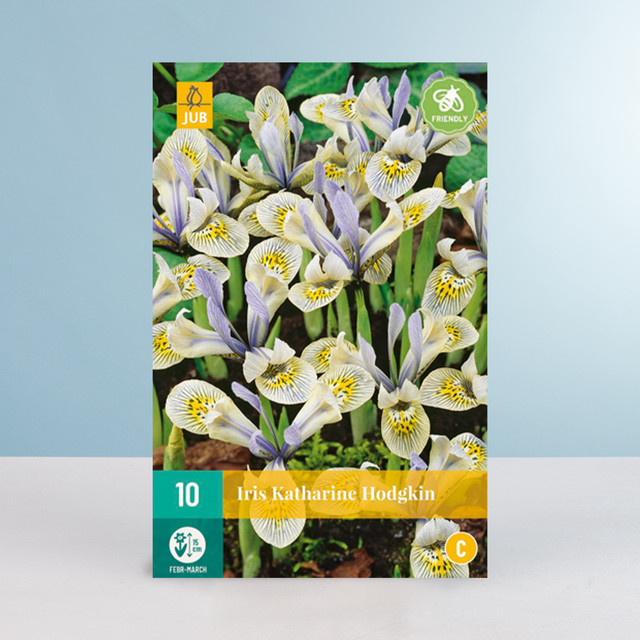 Schwertlilie Katharine Hodgkin Zwiebeln von BLUME2000 für Gartenbeete, Blumenkübel und Balkonkästen, 10 Stück - Bild 1