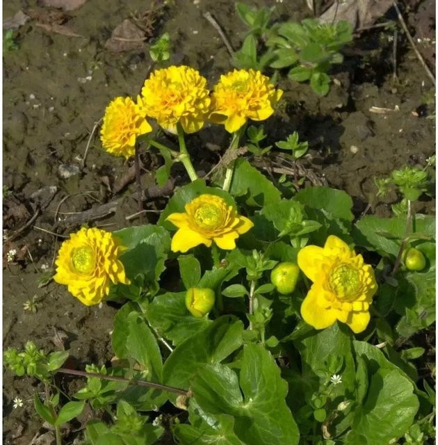 Sumpfdotterblume Caltha palustris gelbe Staude für den Außenbereich von Nr-01.de - Bild 1