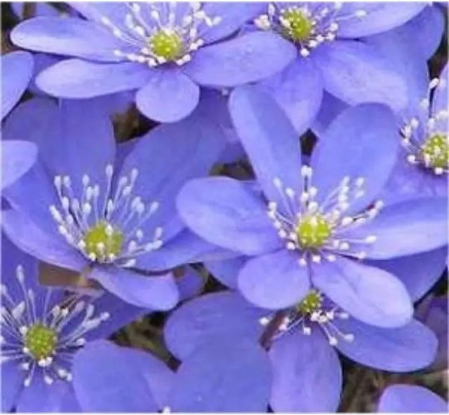 Hepatica nobilis Leberblümchen als winterharte Staude für deinen Garten von Nr-01.de - Bild 1