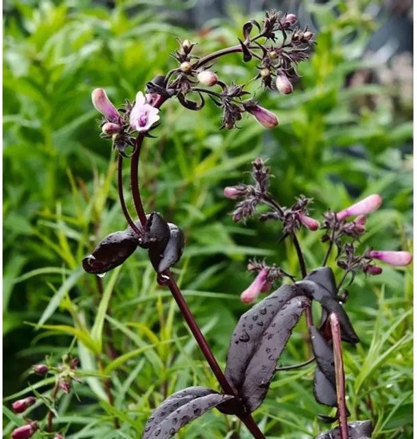 Penstemon digitalis Bartfaden Dark Towers mehrjährige Pflanze in Pink - Bild 1