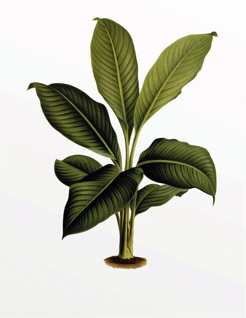 Komar Wandbild Elastica Leaf in Grün, B: 30 cm, H: 40 cm - Bild 1