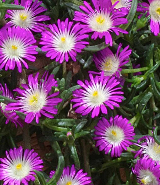 Winterharte Eisblume Violett Wonder - Bild 1