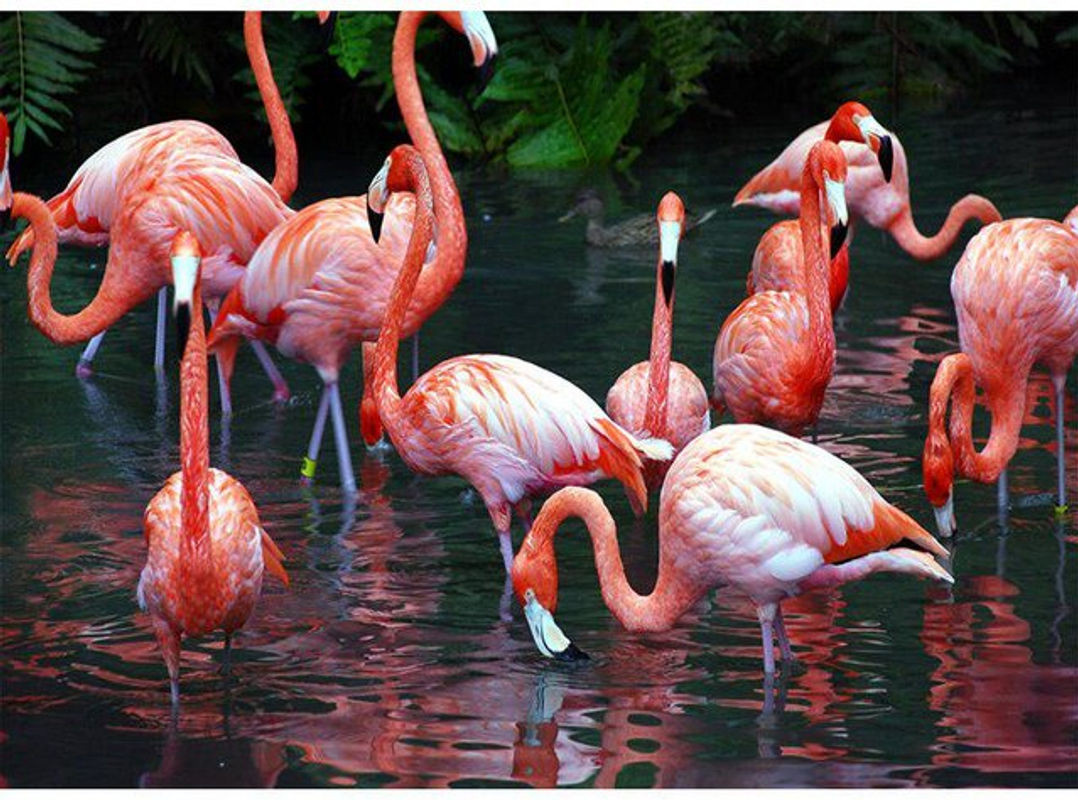 FIYO Diamant-Stickerei Set Flamingo Mosaik-Gemälde in Rosa, Wanddekoration B: 30 cm, H: 20 cm - Bild 1