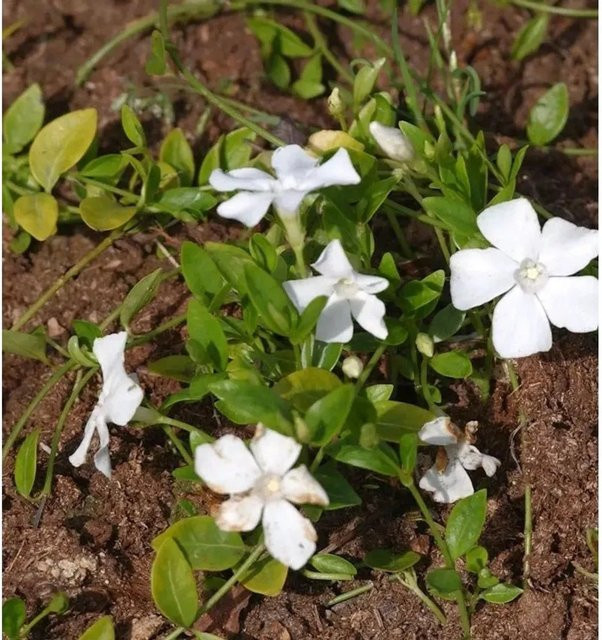 Kleinblättriges Immergrün Vinca minor Gertrude Jekyll als winterharte Gartenpflanze - Bild 1