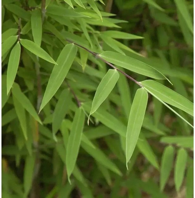 Fargesia speciosa Moontears Kugelschnitt Gartenbambus, grün - Bild 1