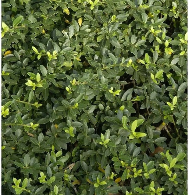 Ilex crenata Kegelschnitt Löffel Strauch in Dark Green, Höhe: 50-60 cm - Bild 1