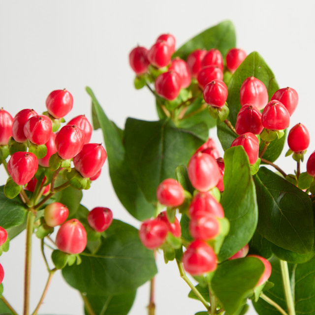 Blume2000 Hypericum Rotes Johanniskraut Red - Bild 1