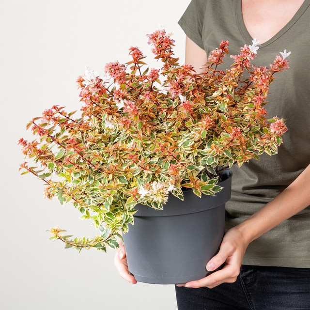 Abelia Lady Peach Zierstrauch von BLUME2000 - Bild 1