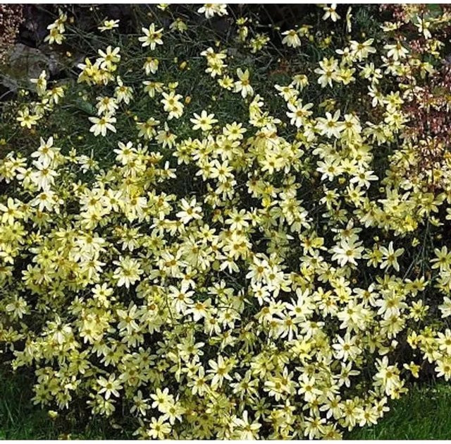 Coreopsis verticillata Mädchenauge Moonbeam gelbe Staude für Beet und Schnitt - Bild 1