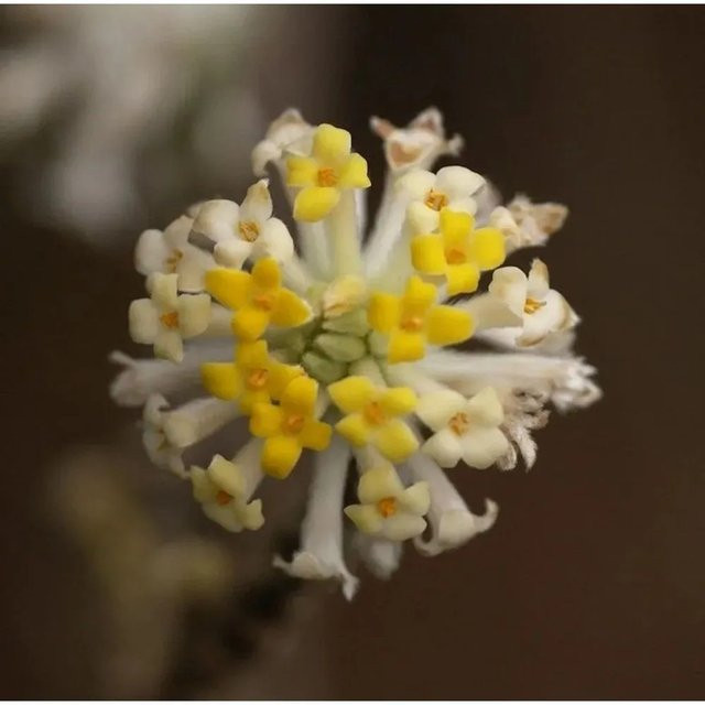 Edgeworthia chrysantha Japanischer Papierbusch mit gelblich-weißen Blüten, Höhe: 80-100 cm - Bild 1