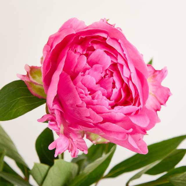 Blume2000 Pfingstrosen Pink Bunch - Bild 1