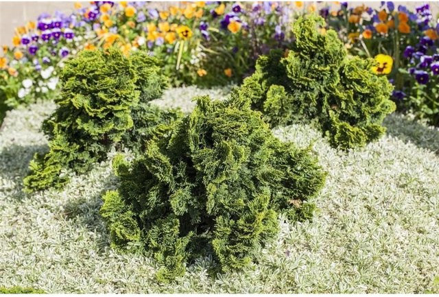 Chamaecyparis Obtusa Nana Gracilis Hinoki-Scheinzypresse als grüne Zierkonifere für deinen Garten und Balkon, Höhe: 25 cm - Bild 1