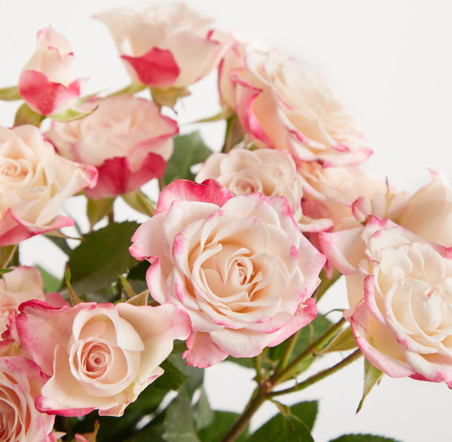 Blume2000 Rosen Pink - Bild 1
