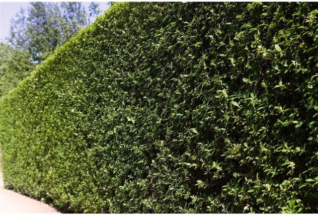 Ligustrum ovalifolium Heckenpflanze als grüner Strauch für den Garten, Höhe: 175-200 cm - Bild 1