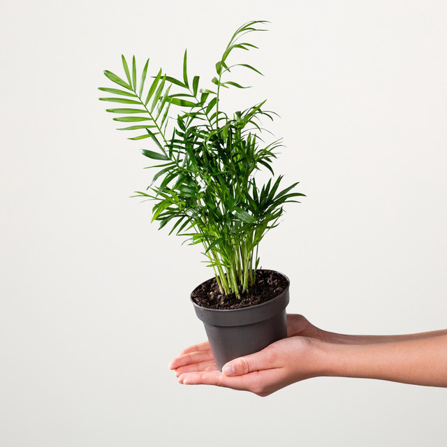 Bergpalme Elegans S von BLUME2000 in Grün für den Tisch - Bild 1