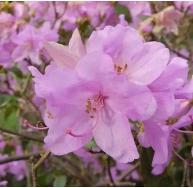 Rhododendron keleticum Zwerg Alpenrose Robert Seleger in Pink, Höhe: 25-30 cm - Bild 1