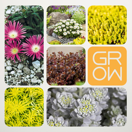 BIO Hitzeresistente Stauden Pflanzen Set von BLUME2000, 6 Stück